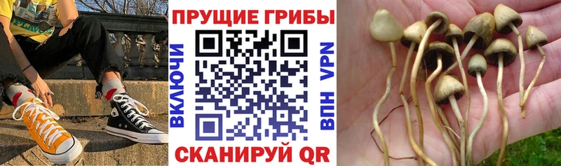 Псилоцибиновые грибы прущие грибы Мостовской